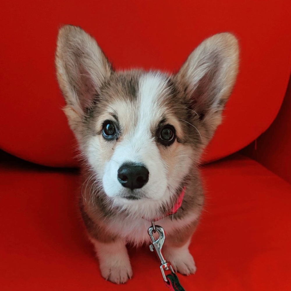 Meet your Posher, Gia